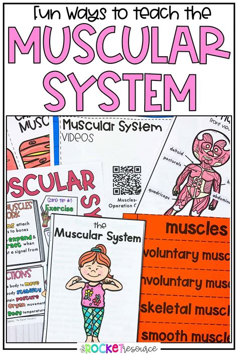 Image result for Muscular System Tutorials