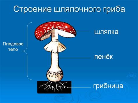 Строение гриба и грибной клетки в рисунках и схемах.