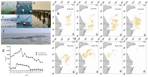 Population Genetic Structure of Sargassum horneri, the Dominant Species ...
