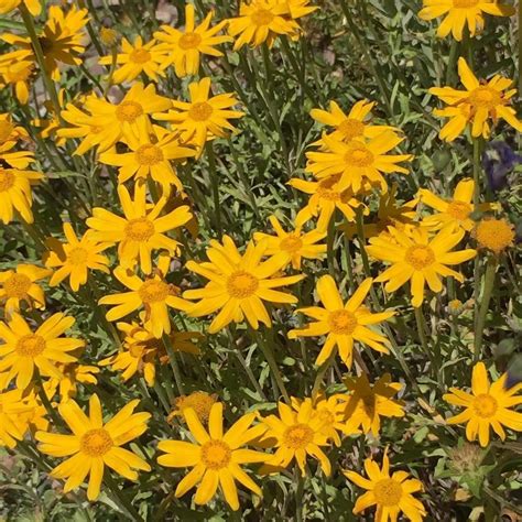 Oregon sunshine aka eriophyllum lanatum | Garden, Plants, Garden plants