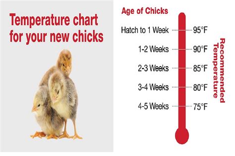 Image result for Brooder Temperature Chart