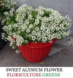 DIOART UK-834-Alyssum Flower Seeds F1 Hybrid Seeds For Home Gardening ...