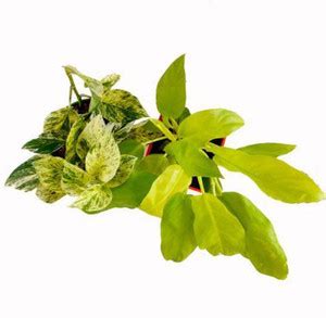 WB Wood Gibbs Two Layer Bamboo Plant Price in India - Buy WB Wood Gibbs ...