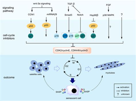 Experimental Models of Sarcopenia: Bridging Molecular Mechanism and ...