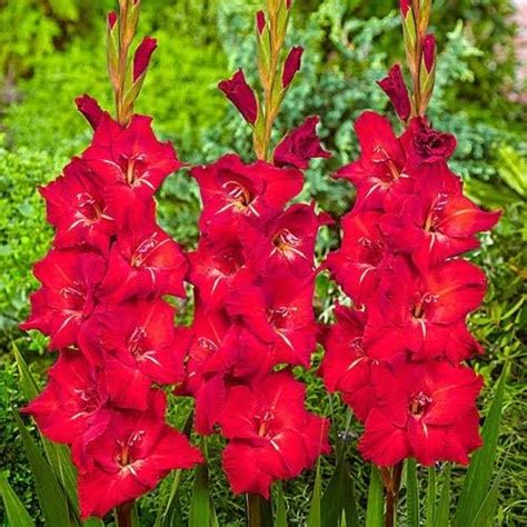 Kraft Seeds Gladiolus Gladiola Red Colour Flowers RED GINGER 15 Bulbs ...