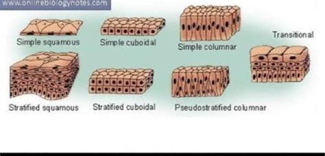 Write the functions of epithelial tissue. - Brainly.in