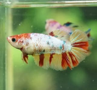 Female Nemo Cany HMPK MIXED Combo 3 QTY | FRESHWATERAQUATICA
