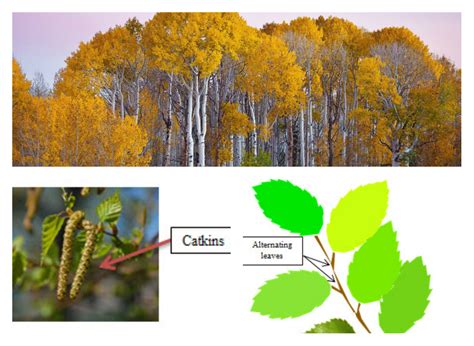 How to identify the most common trees in Michigan