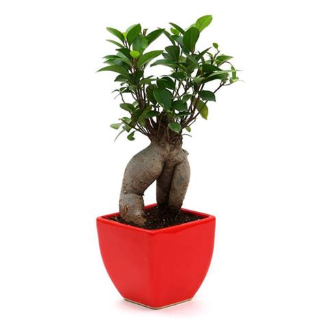 Indoor Bonsai Plant. Order for Home or Office. Free online delivery all ...