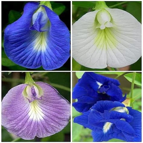 Aparajita Clitoria Ternatea Butterfly Pea Any Color Flower Hybrid Seed