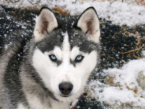 Siberian Husky Dog Breed » Information, Pictures, & More