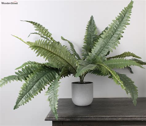 Artificial Plastic Fern Plants at Bella Yelverton blog