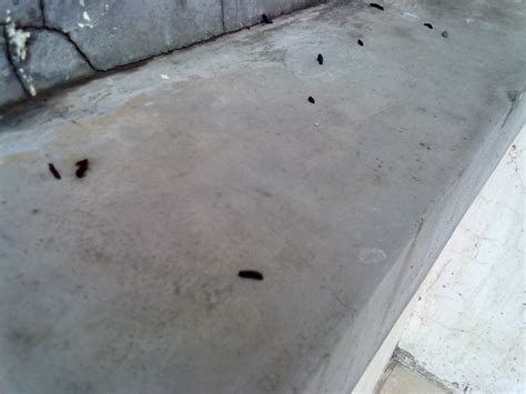 小孩大便拉出来有虫子小孩四五天不拉大便2022已更新今日图集