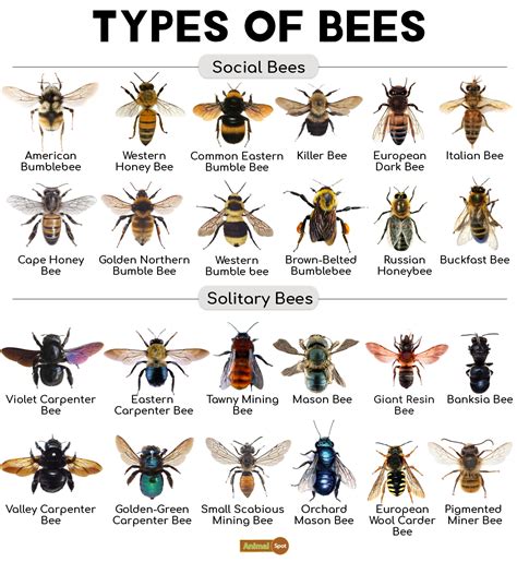 Bee Facts, Types, Diet, Reproduction, Classification, Pictures