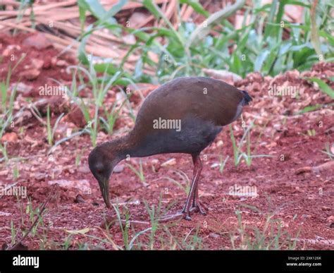 Slaty-breasted Wood-Rail (Aramides saracura) Aves Stock Photo - Alamy