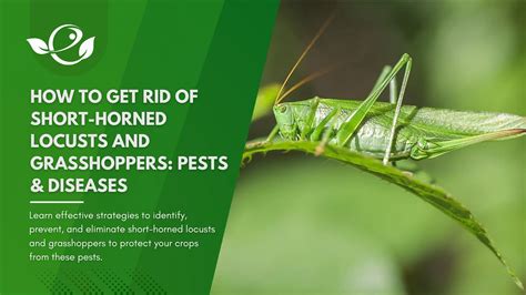 5 Natural Ways to Rid Your Yard of Locusts – HOMYSTYLE