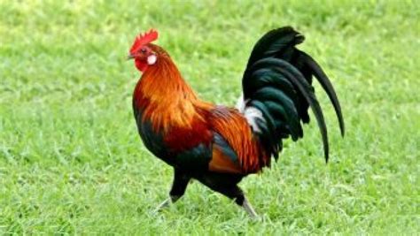 واقعة طريفة.. الشرطة الجزائرية تعتقل "ديك" بسبب دبلوماسية إيطالية