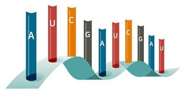 Image result for DNA Vs RNA Codons
