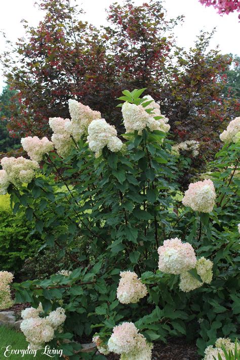 Gardening With Limelight & Vanilla Strawberry Hydrangeas
