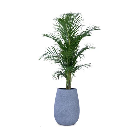 Buy Teardrop Planter Online in India | Palasa Bangalore