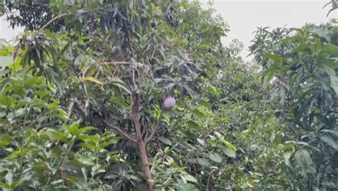 'सुष्मिता सेन-अमित शाह मैंगो'! यूपी के हाजी कलीमुल्लाह खान ने पेश की आम ...