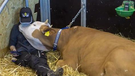The Fancy Life Of Cows In Switzerland: Wearing 5G-Enabled Fitbits Made ...