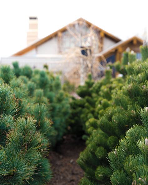 Utah Native Plants - The GreenHouse Nursery - Logan, UT