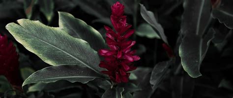 Download wallpaper 2560x1080 flamingo flower, jacobinia, justicia ...