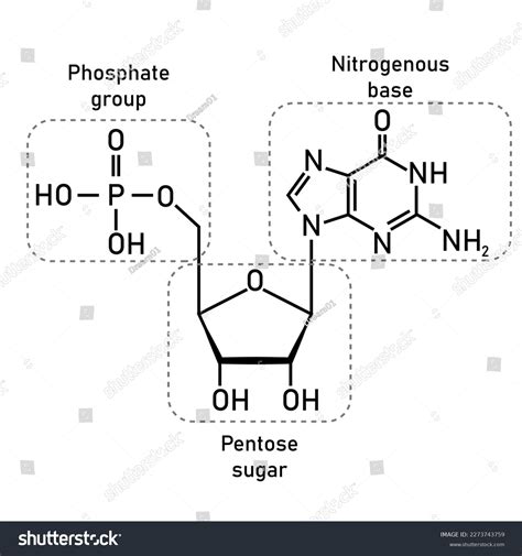 Nucleotide Molecule Structure