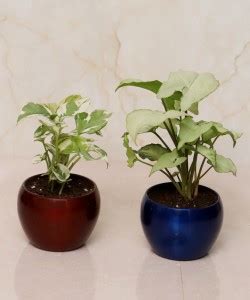 Vibrant Green Pothos Plant Price in India - Buy Vibrant Green Pothos ...