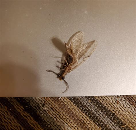 Image result for Alien Looking Bug