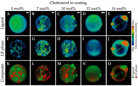 The Impact of Lipid Handling and Phase Distribution on the Acoustic ...