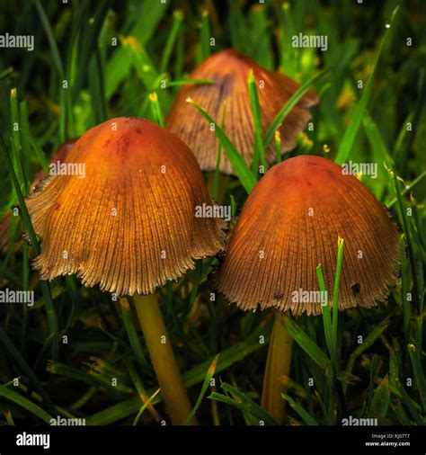 Glistening inky cap Coprinellus micaceus Stock Photo - Alamy