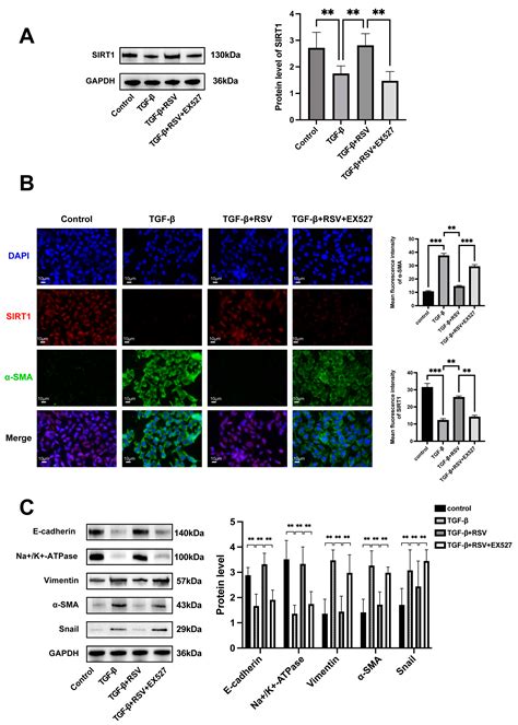 SIRT1 Activation Suppresses Corneal Endothelial–Mesenchymal Transition ...