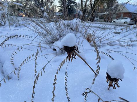 The winter garden is its own type of serene. : r/NativePlantGardening