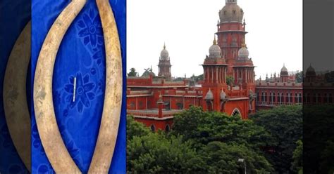 தந்தத்திற்காக கொன்று எரிக்கப்பட்ட யானை.. குற்றவாளியை விரைந்து கைது ...