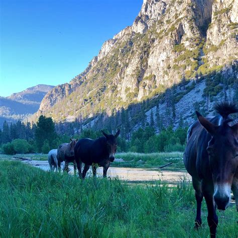 GOLDEN TROUT WILDERNESS PACKTRAINS (2025) All You Need to Know BEFORE ...