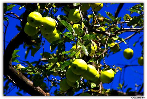 go2india.in : Apple growing in trees near Old Manali