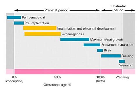 Gestation Chart For Cattle