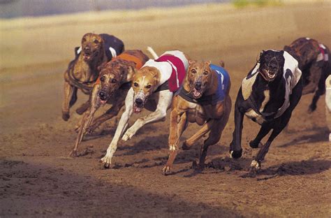 greyhound | Appearance, Racing, History, & Facts | Britannica