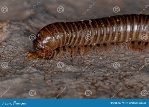 Millipedes Order Invertebrates Belonging To The Phylum Arthropoda Stock Photography ...