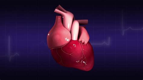 Image result for Full Animation On Heart Function