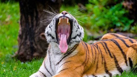 Download wallpaper 1920x1080 tiger, grin, protruding tongue, predator ...