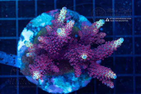 Acropora Staghorn Red Polyps (Filter)-SPS1_251114_180
