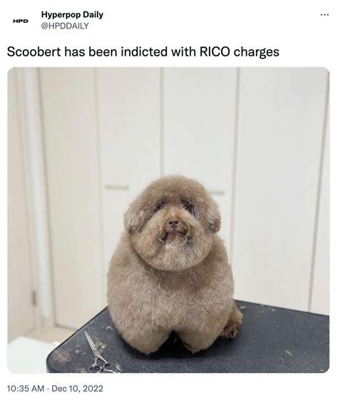 Scoobert Meme | Scoobert and Churchill | Know Your Meme