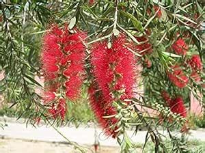 Plants Point Tree for Outdoor Decor Bottle Brush Trees Year-Around ...