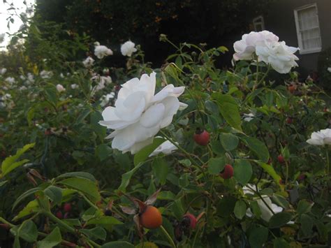 Indefatigable Iceberg Roses – The Smarter Gardener