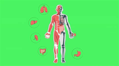 Body System 的图像结果