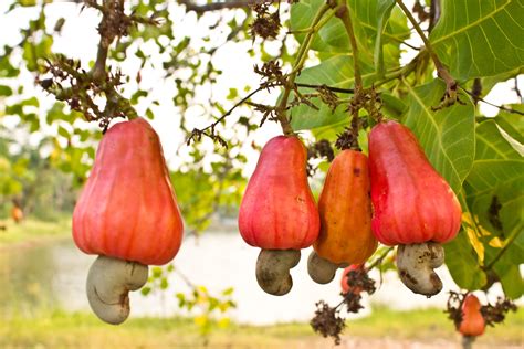 Cashew Nut Tree Farm