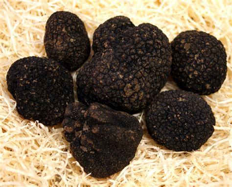 Truffle Summer truffle from Italy / Burgundy truffle, tuber aestivum ...